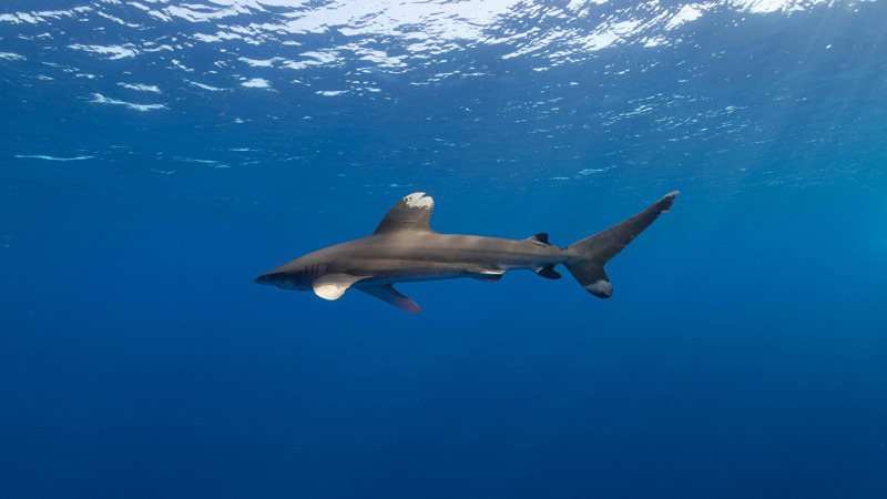 Brothers, Daedalus, Elphinstone (BDE)