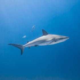 Brothers, Daedalus, Elphinstone (BDE)