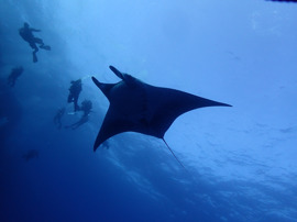 SHARK & Reef & Fishs